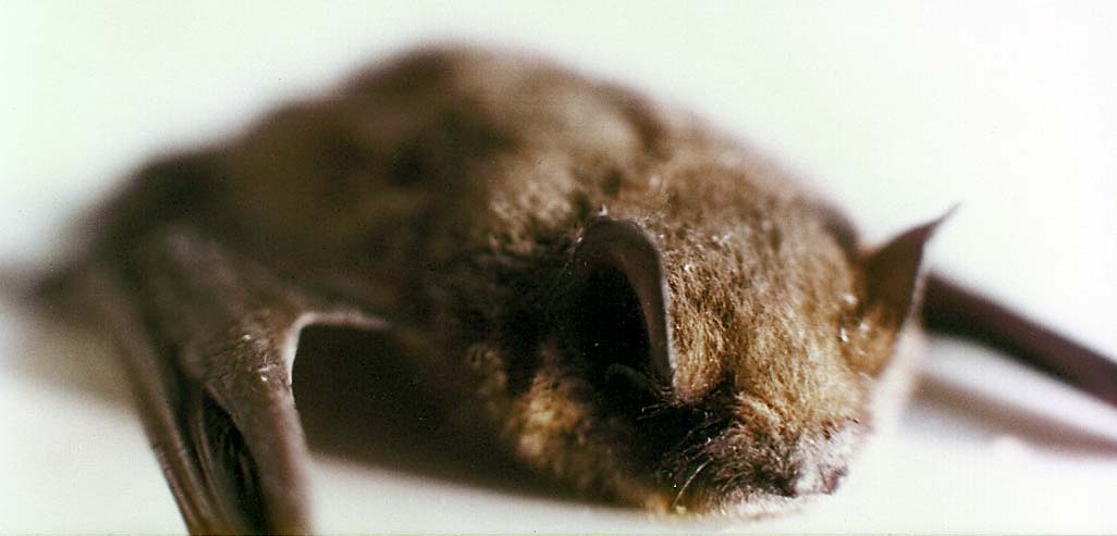 Pipistrellus sp.