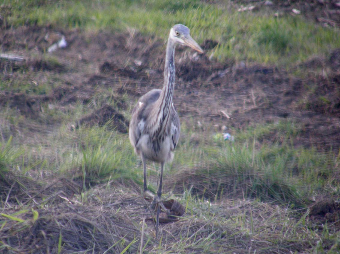 Incontro ravvicinato con Airone cenerino (Ardea cinerea) su una strada provinciale