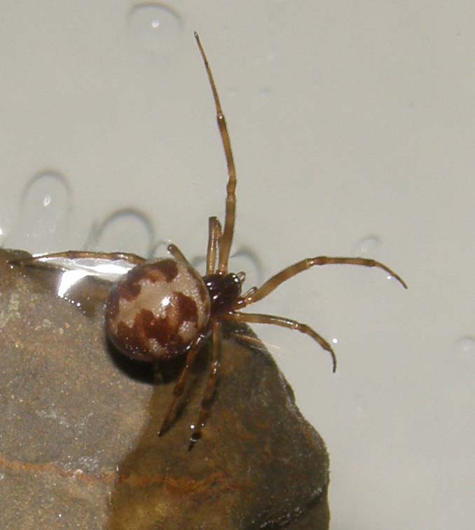 Steatoda triangulosa con ovisacco e piccoli