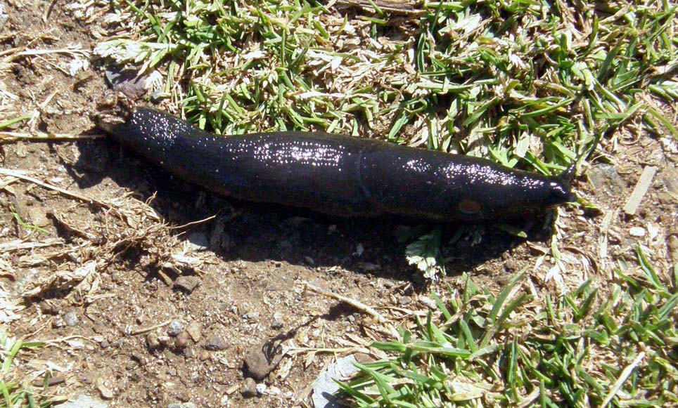 Limax da identificare (PC - MI)