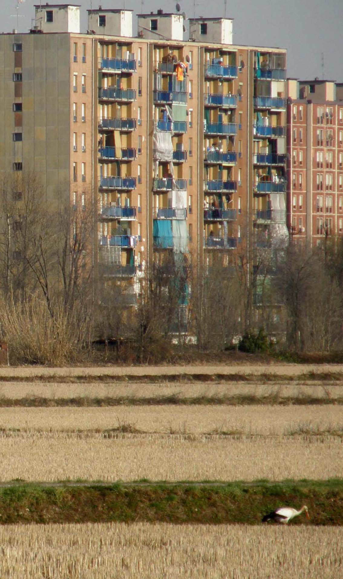 Cicogne alle porte di Milano