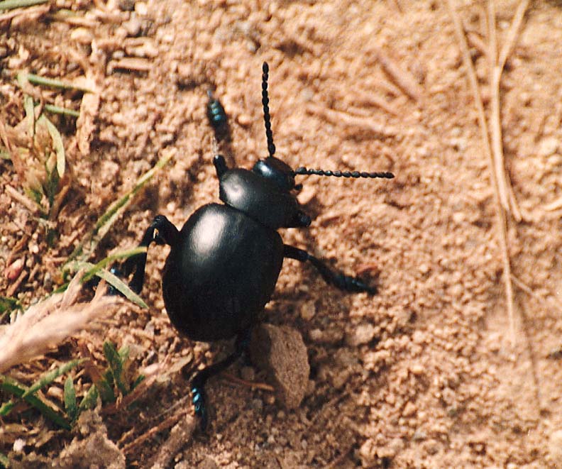 Timarcha pimelioides? tenebricosa