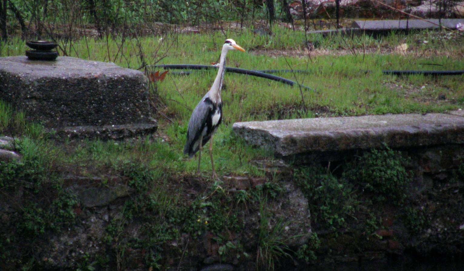 Airone cenerino (Ardea cinerea) ...a pesca nel centro di Milano