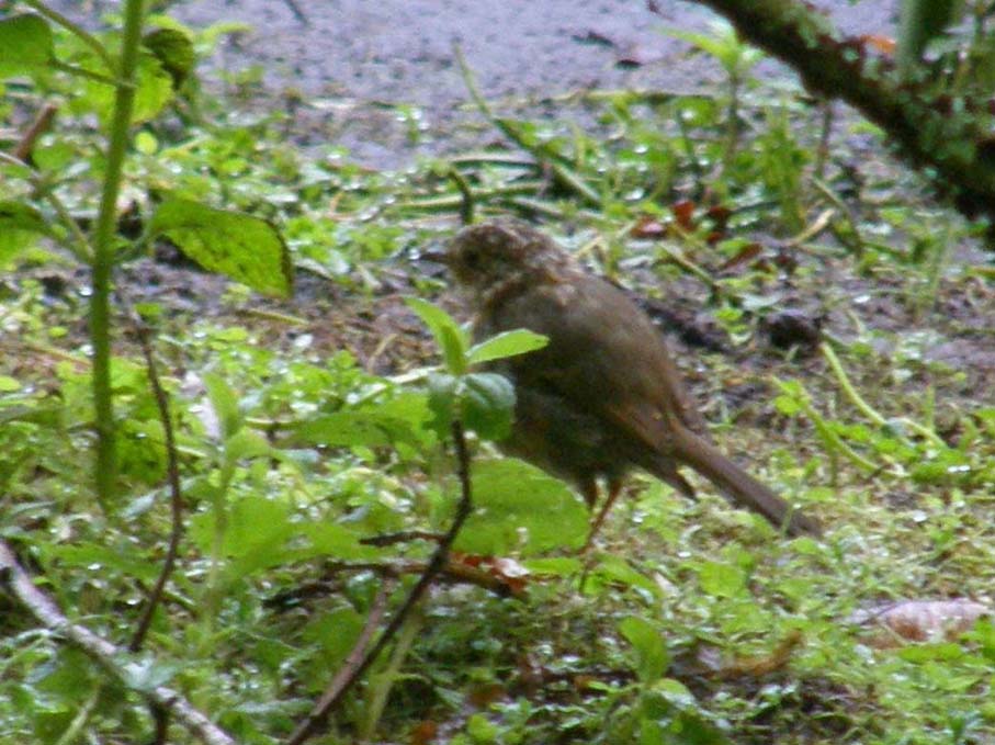 Piccoli passeriformi: giovani pettirossi