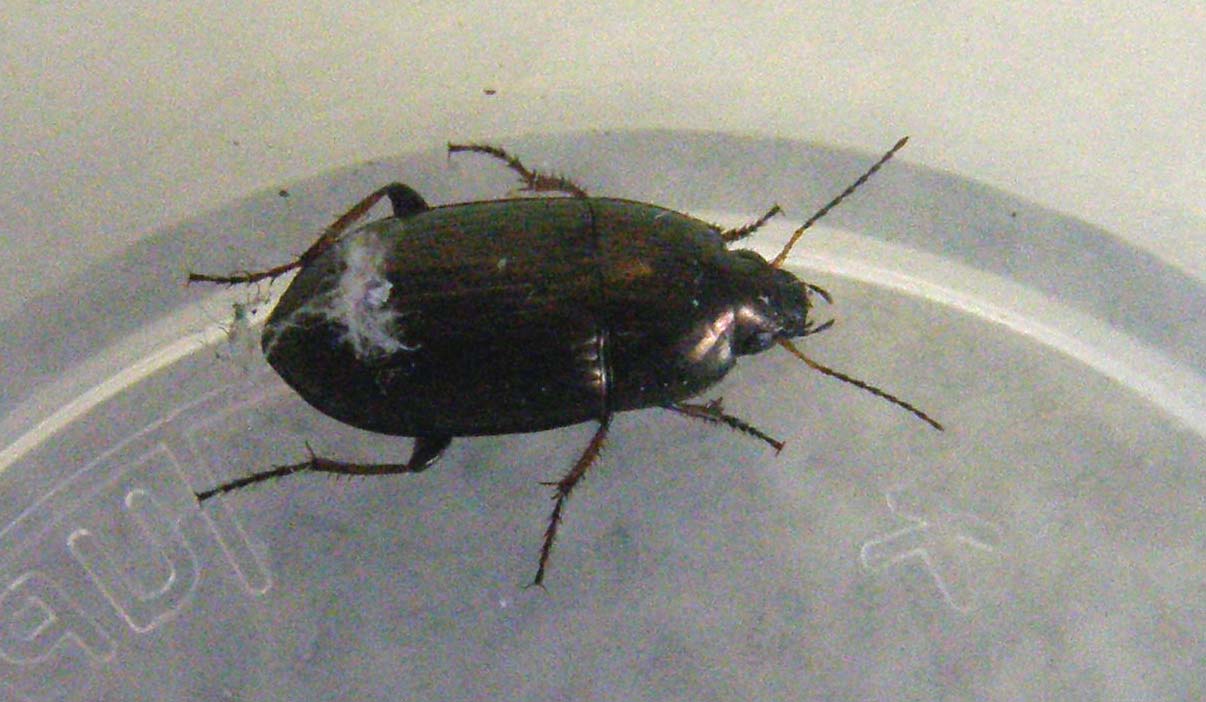 Da identificare: Amara aenea