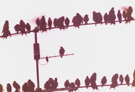 Gli storni...e la gru!