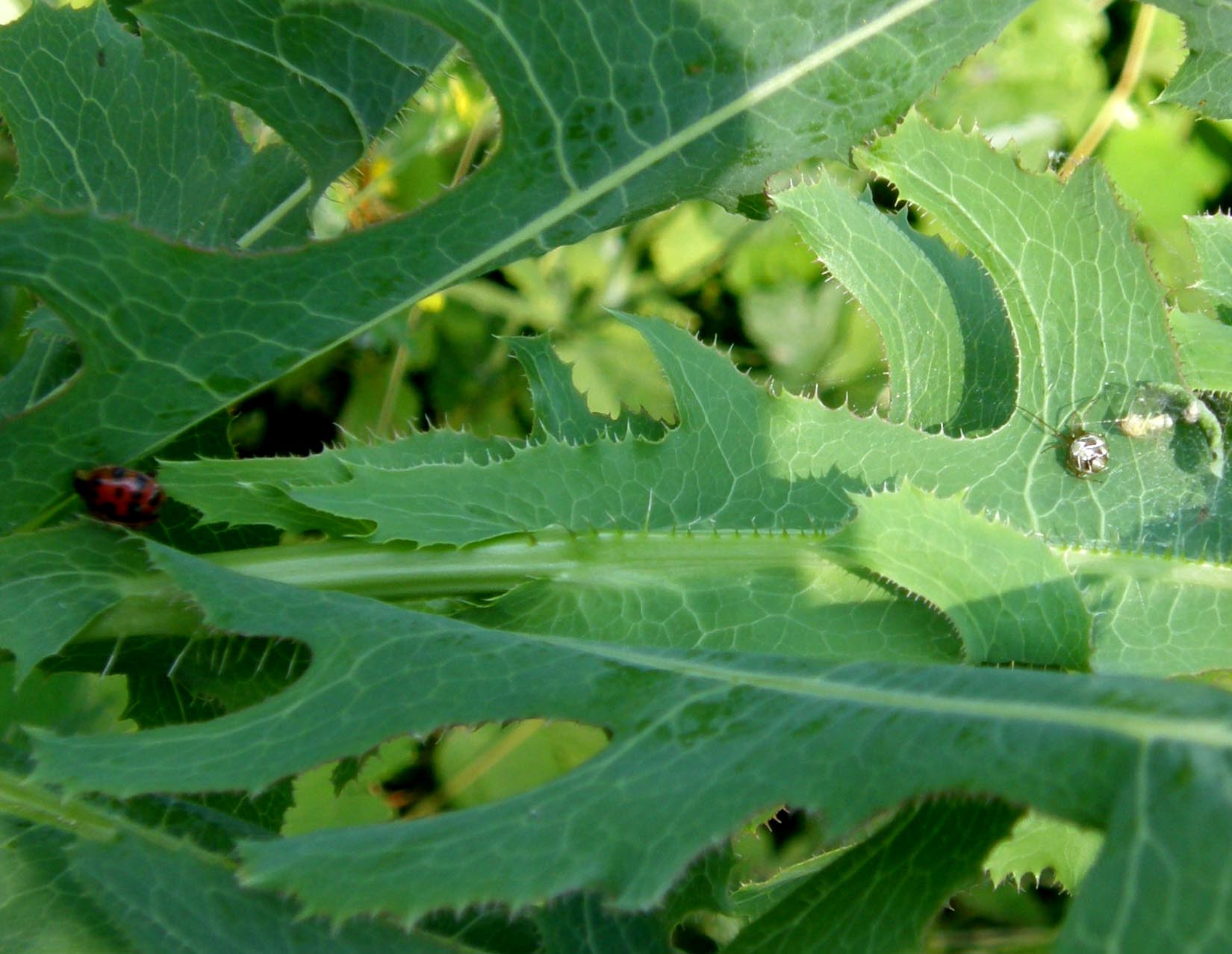 Phylloneta sisyphia