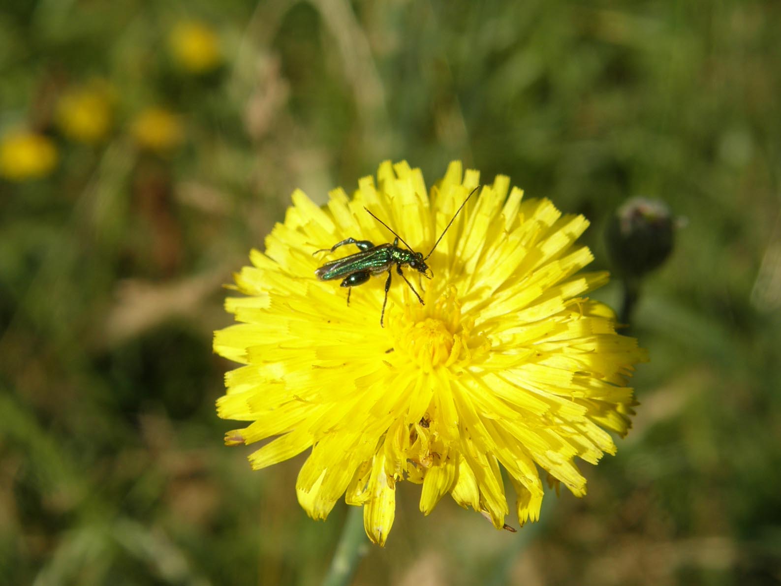 Oedemeridae da identificare: Oedemera nobilis