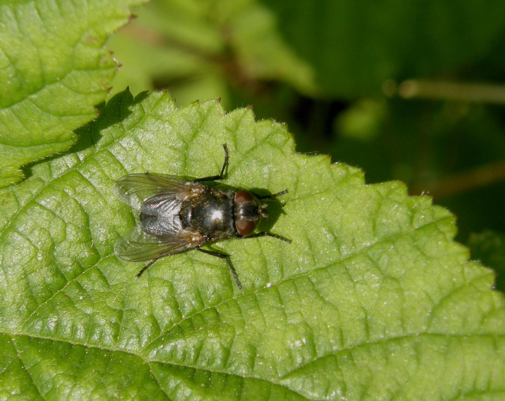Calliphoridae: cfr. Pollenia sp.
