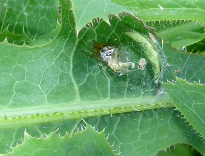 Phylloneta sisyphia