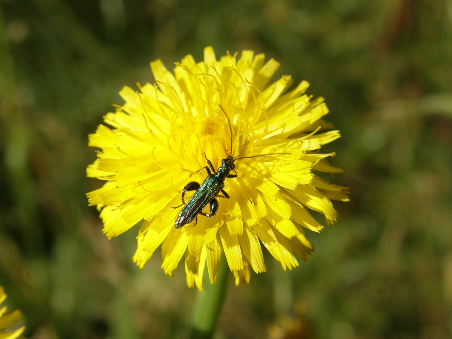 Oedemeridae da identificare: Oedemera nobilis