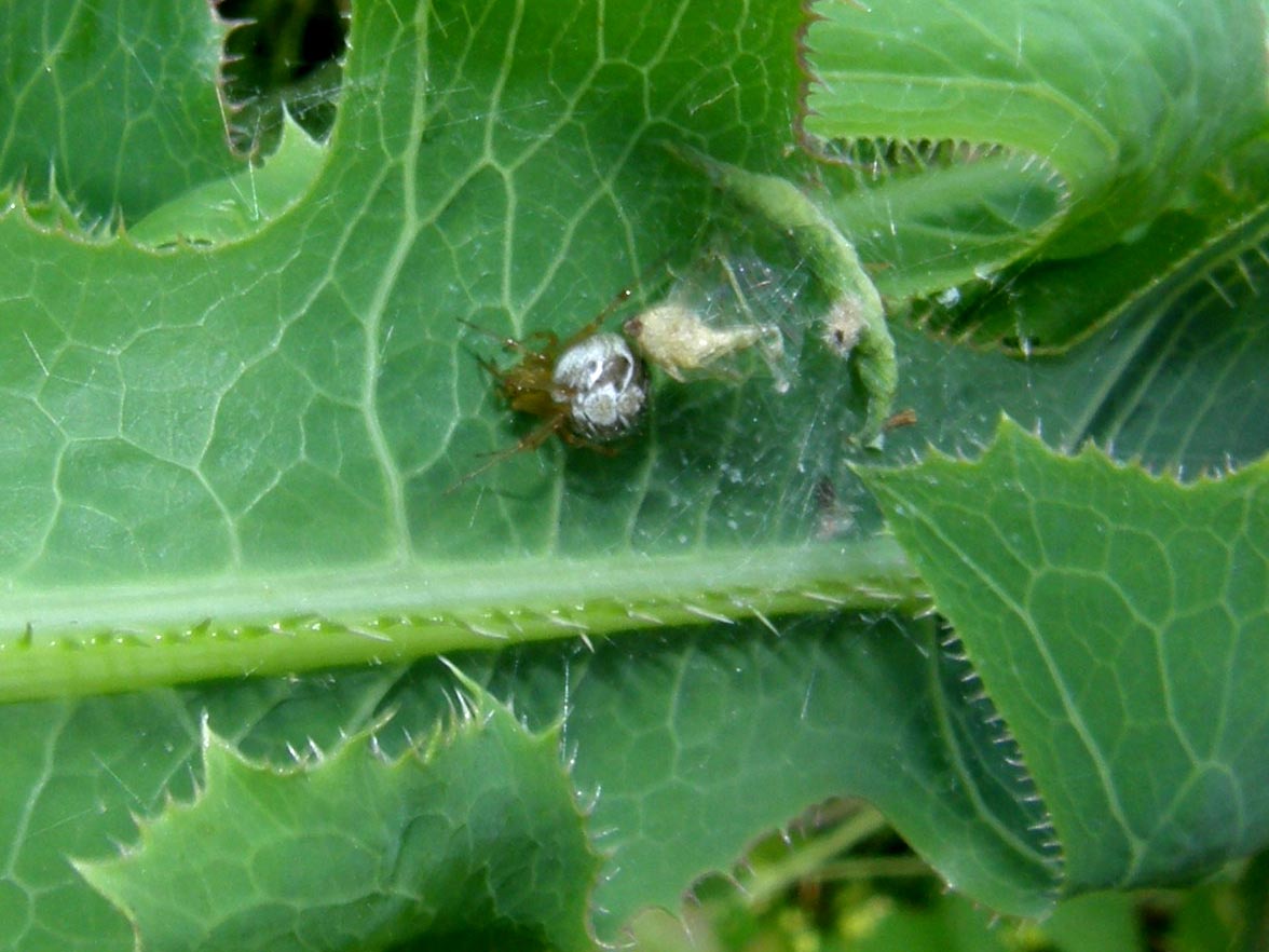 Phylloneta sisyphia