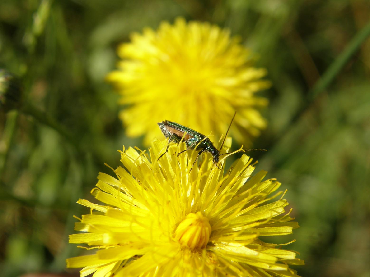 Oedemeridae da identificare: Oedemera nobilis