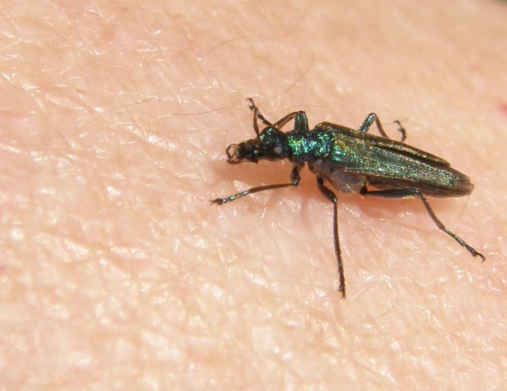 Oedemeridae da identificare: Oedemera nobilis