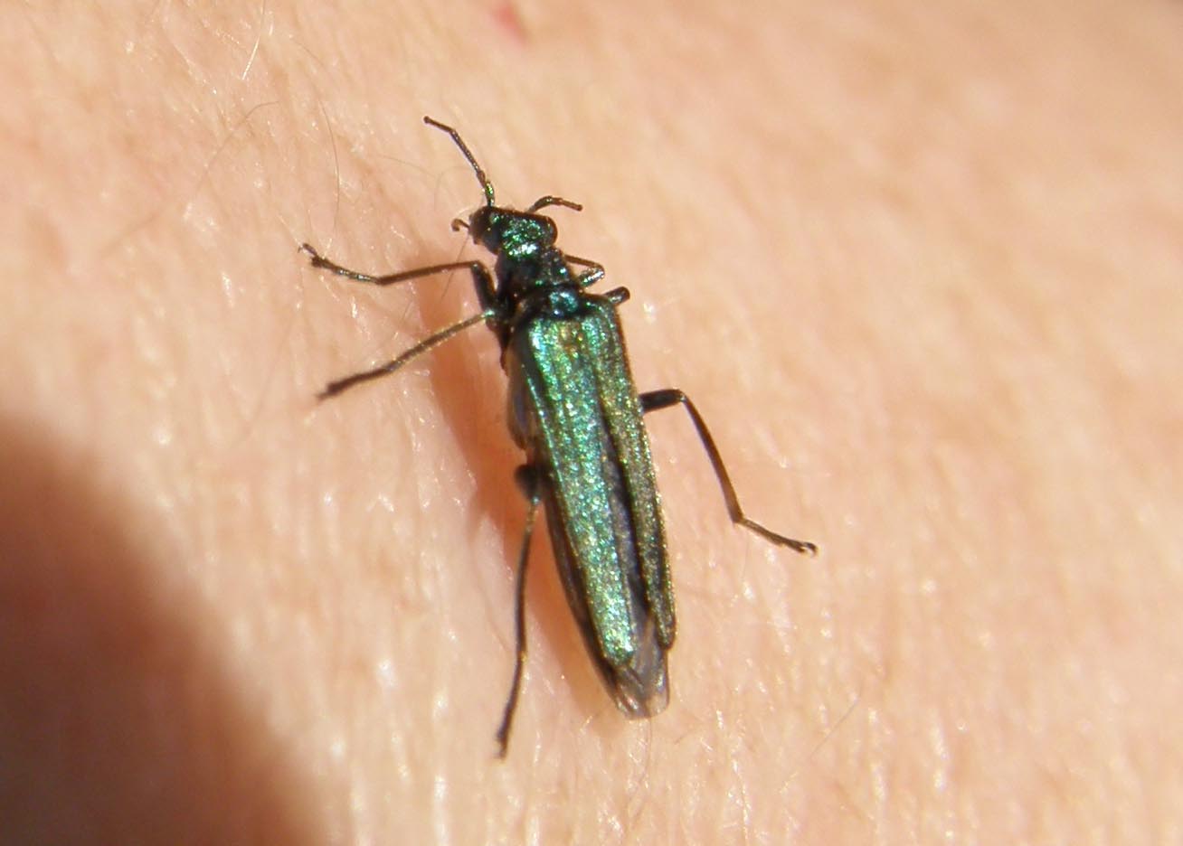 Oedemeridae da identificare: Oedemera nobilis