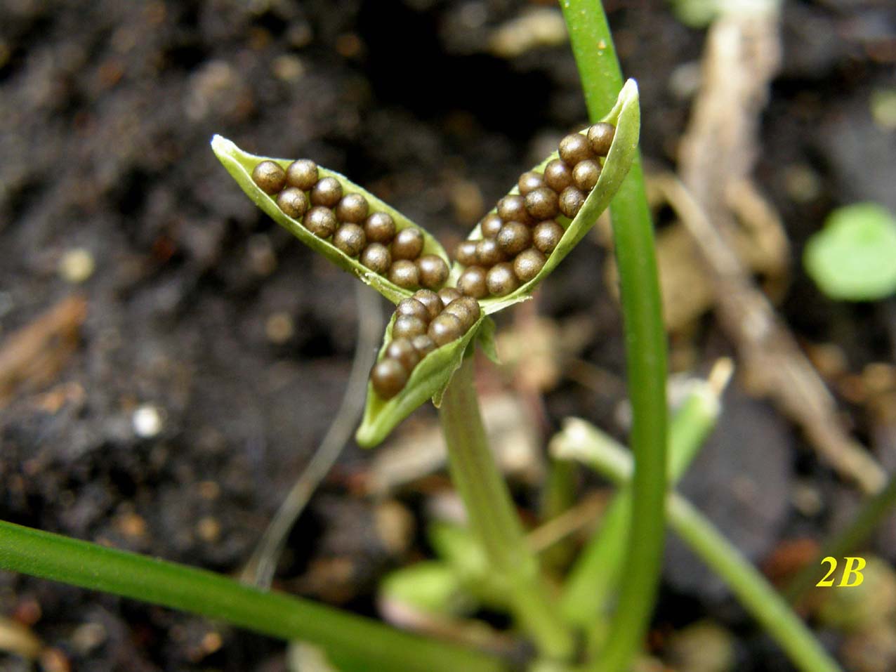 Fiori  cleistogami di Viola sp. (Violaceae)