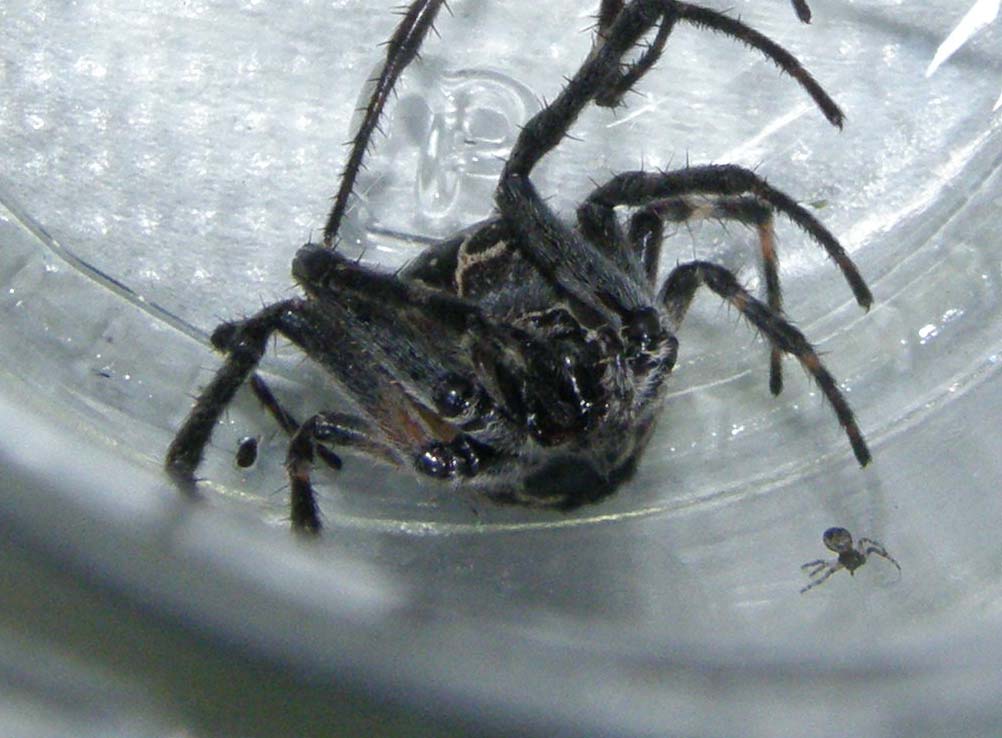 Larinioides sclopetarius