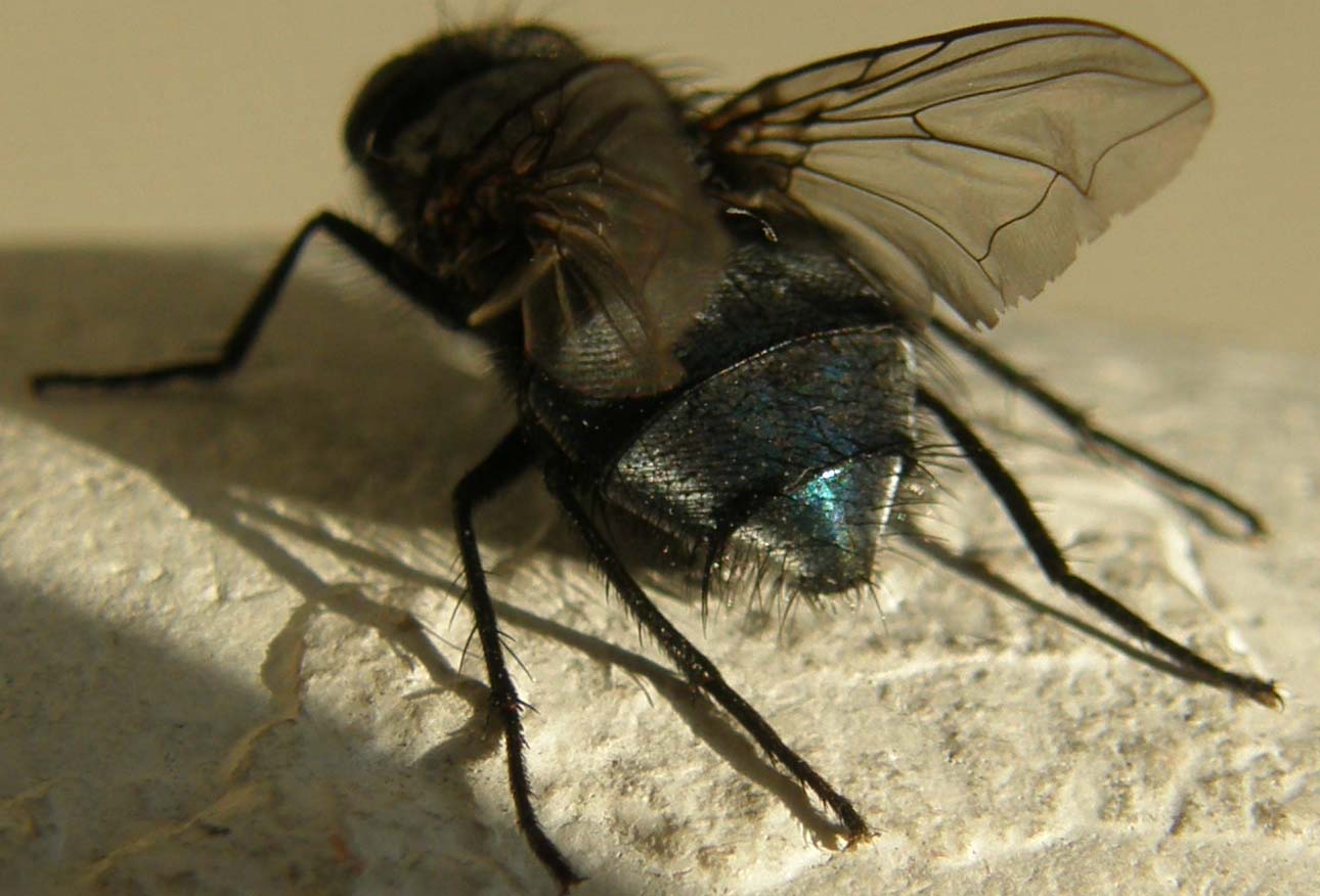 Sirfide da identificare