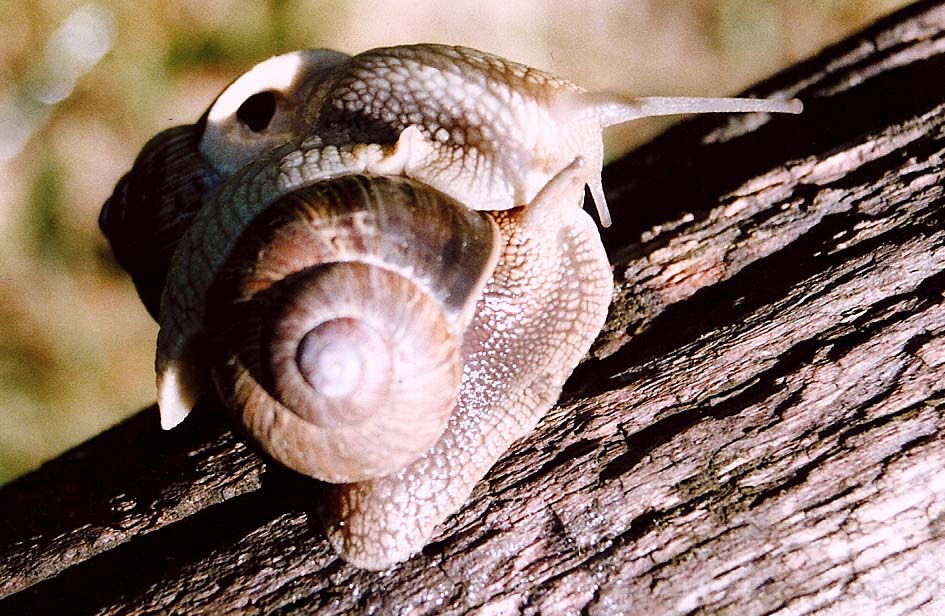 Helicidae da identificare