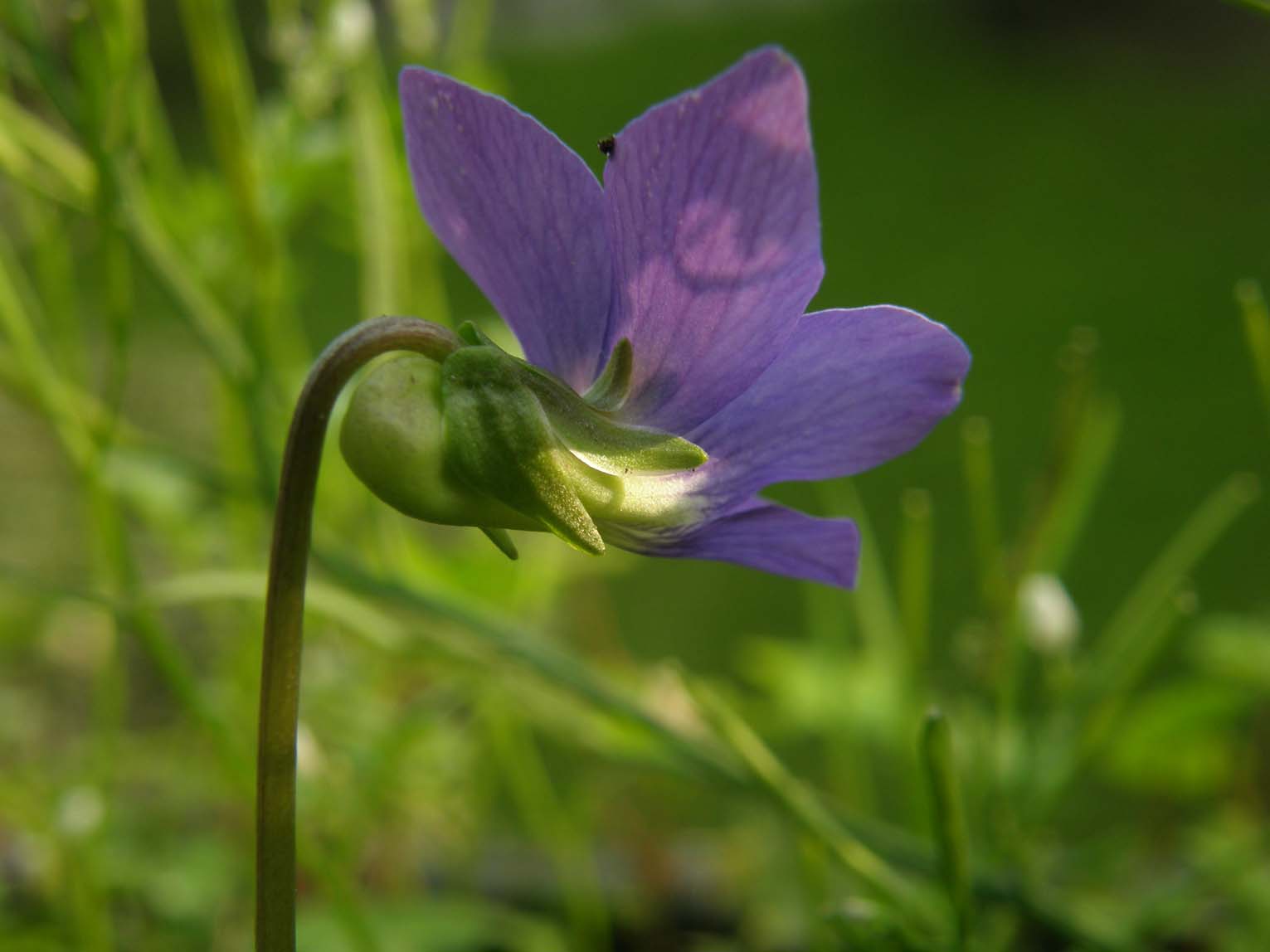 Viola sororia  / Viola sorella