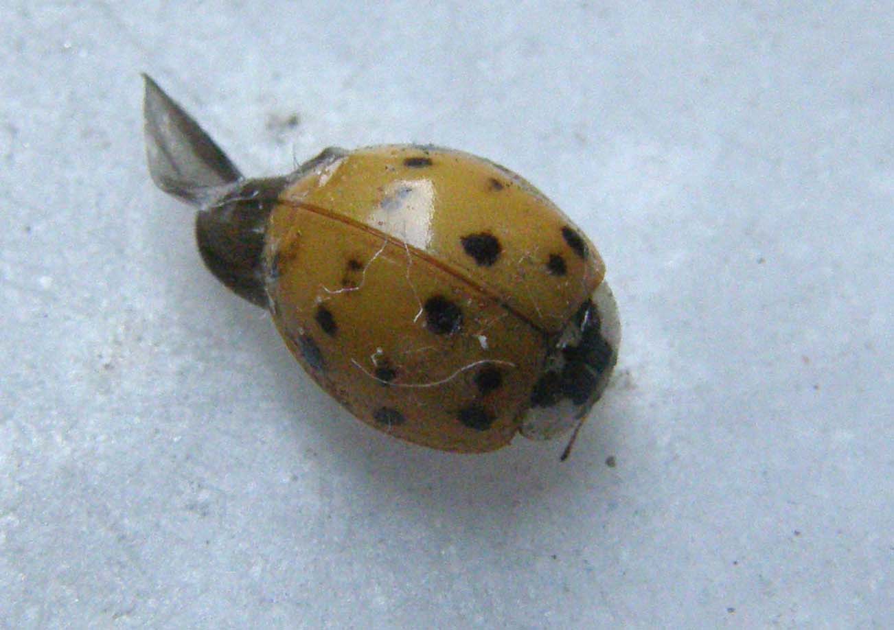 Un''altra Harmonia axyridis