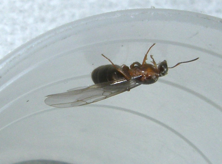 Grossa formica alata: probabile Lasius emarginatus