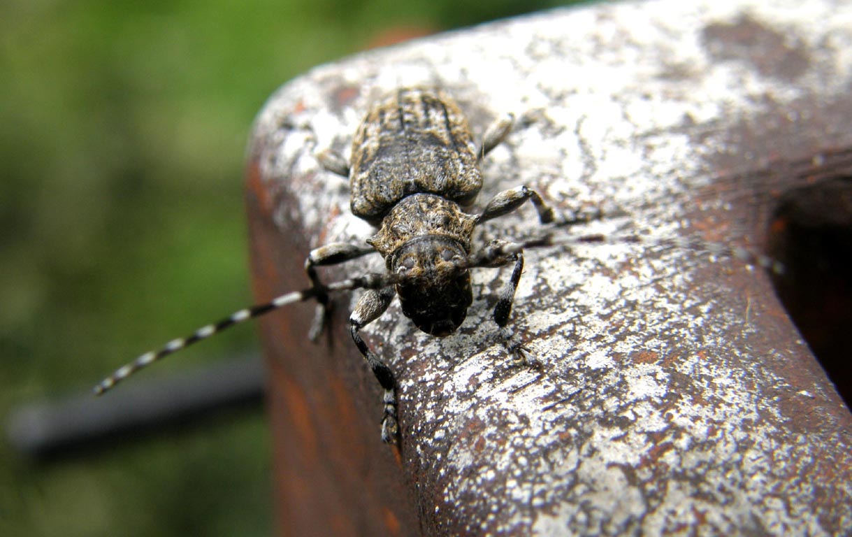 Cerambycidae da identificare: Aegomorphus clavipes