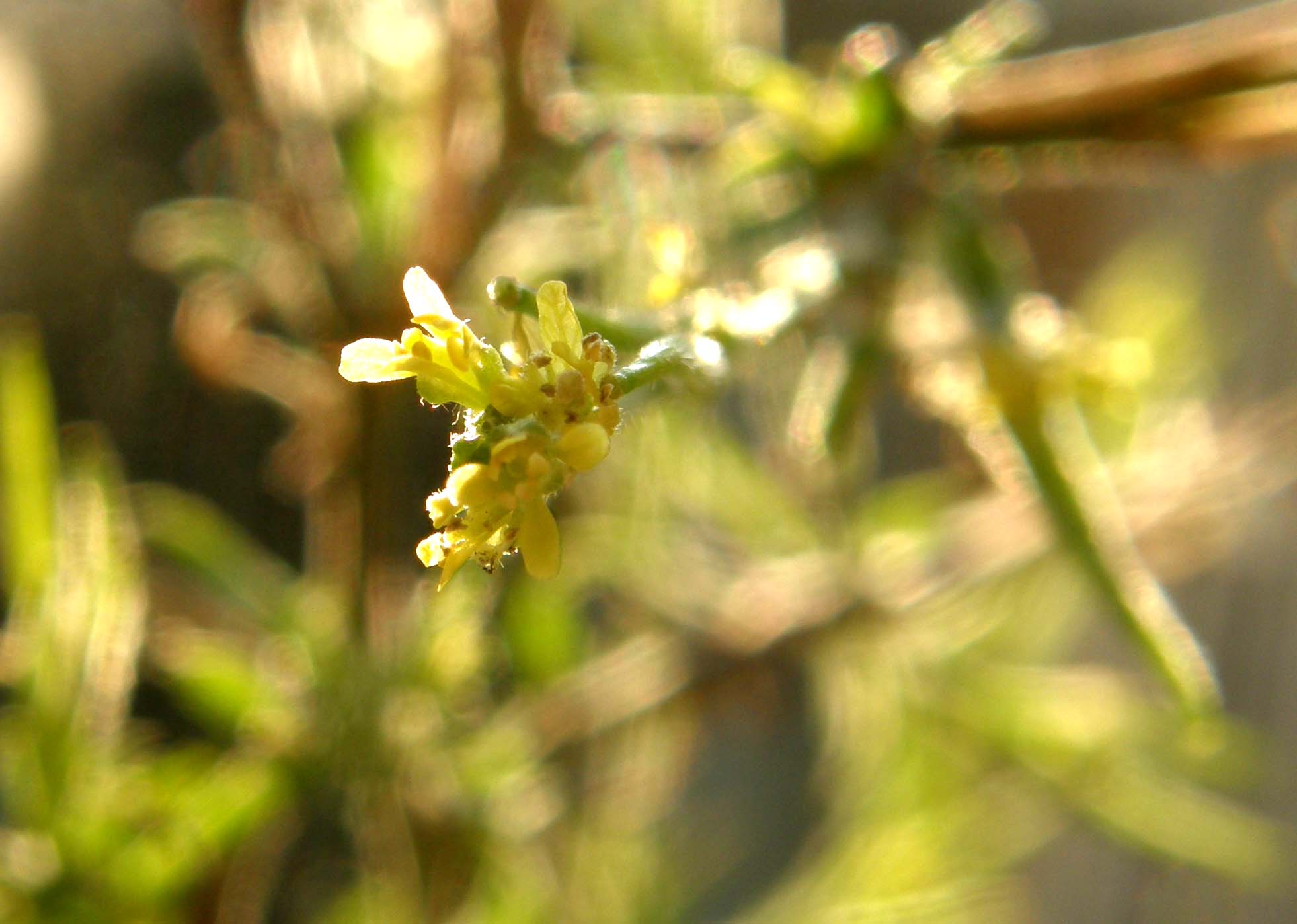 Piccoli fiori gialli e fusto legnoso - Sisymbrium officinale