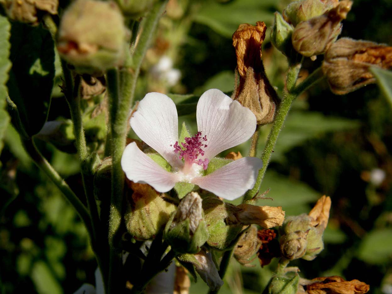 Althea officinalis (Malvaceae)
