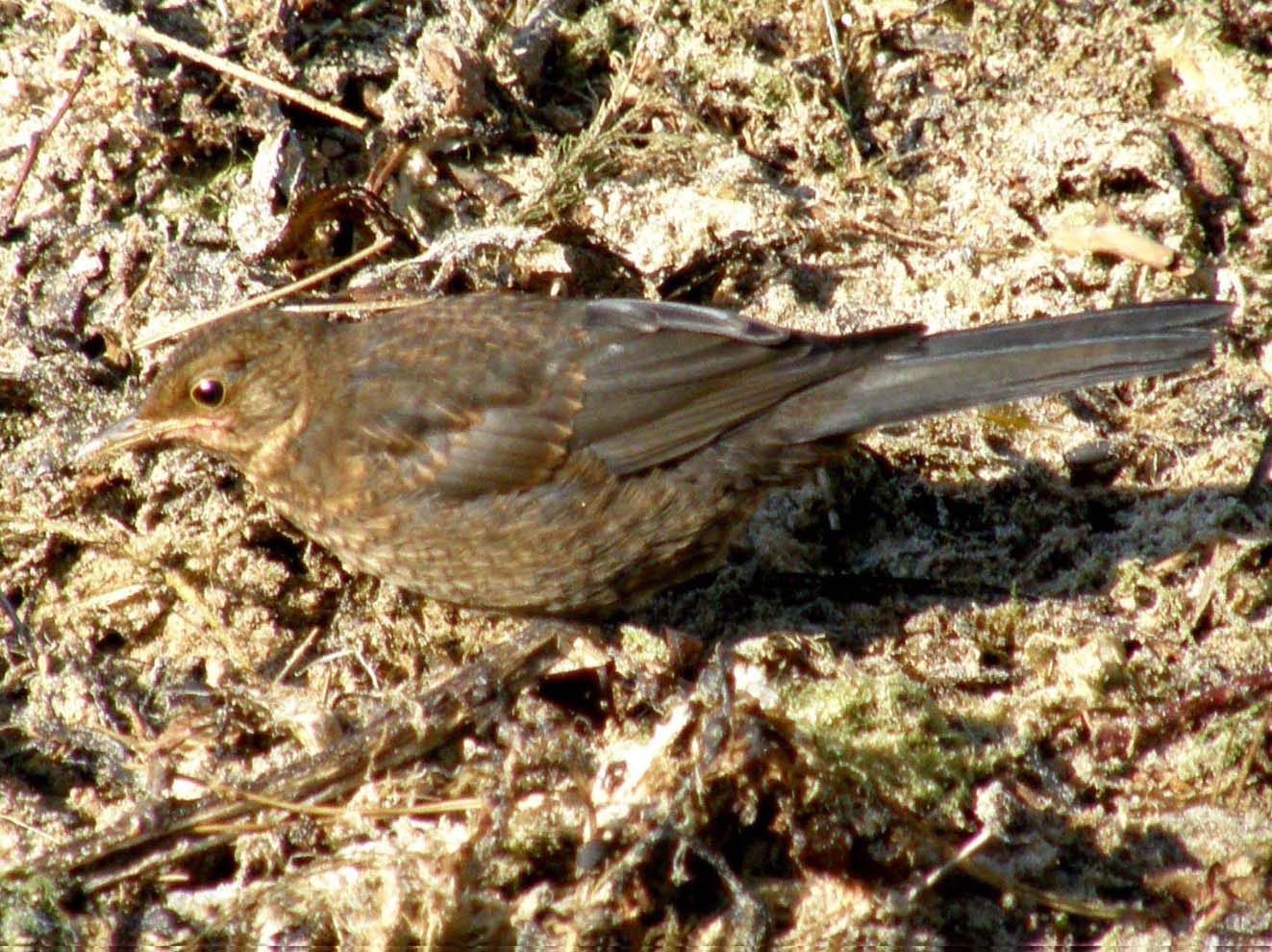 Passeriformi da identificare [Merli]