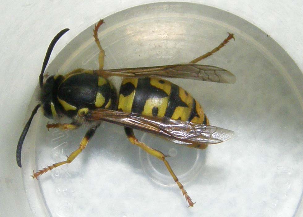Vespula germanica F (Vespidae)