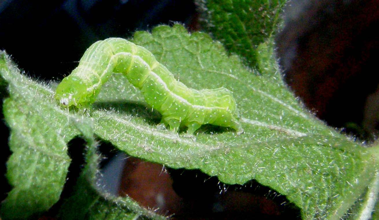 Piccoli bruchi crescono...(Chrysodeixis chalcites)