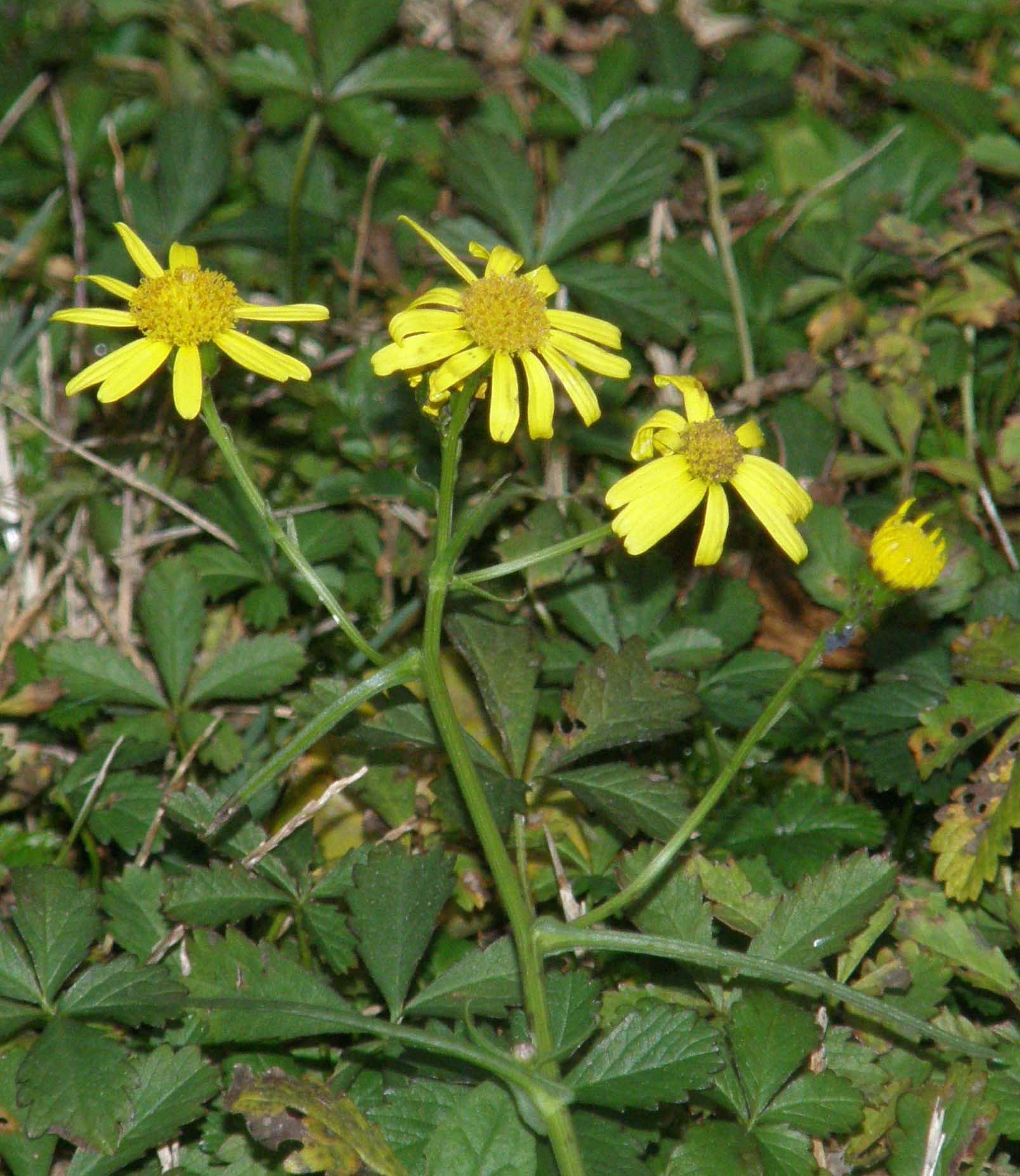 Fiori gialli da identificare - Senecio inaequidens
