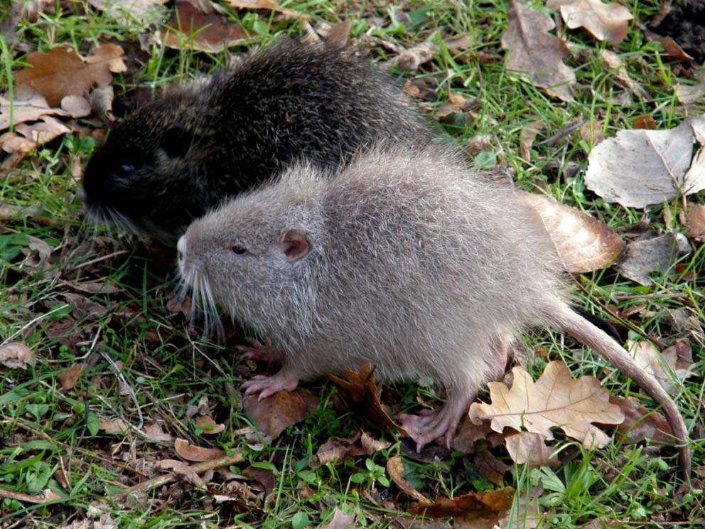 Nutria albina - Basiglio (MI)