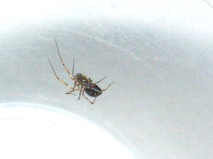 Un altro ragnetto casalingo: Linyphiidae