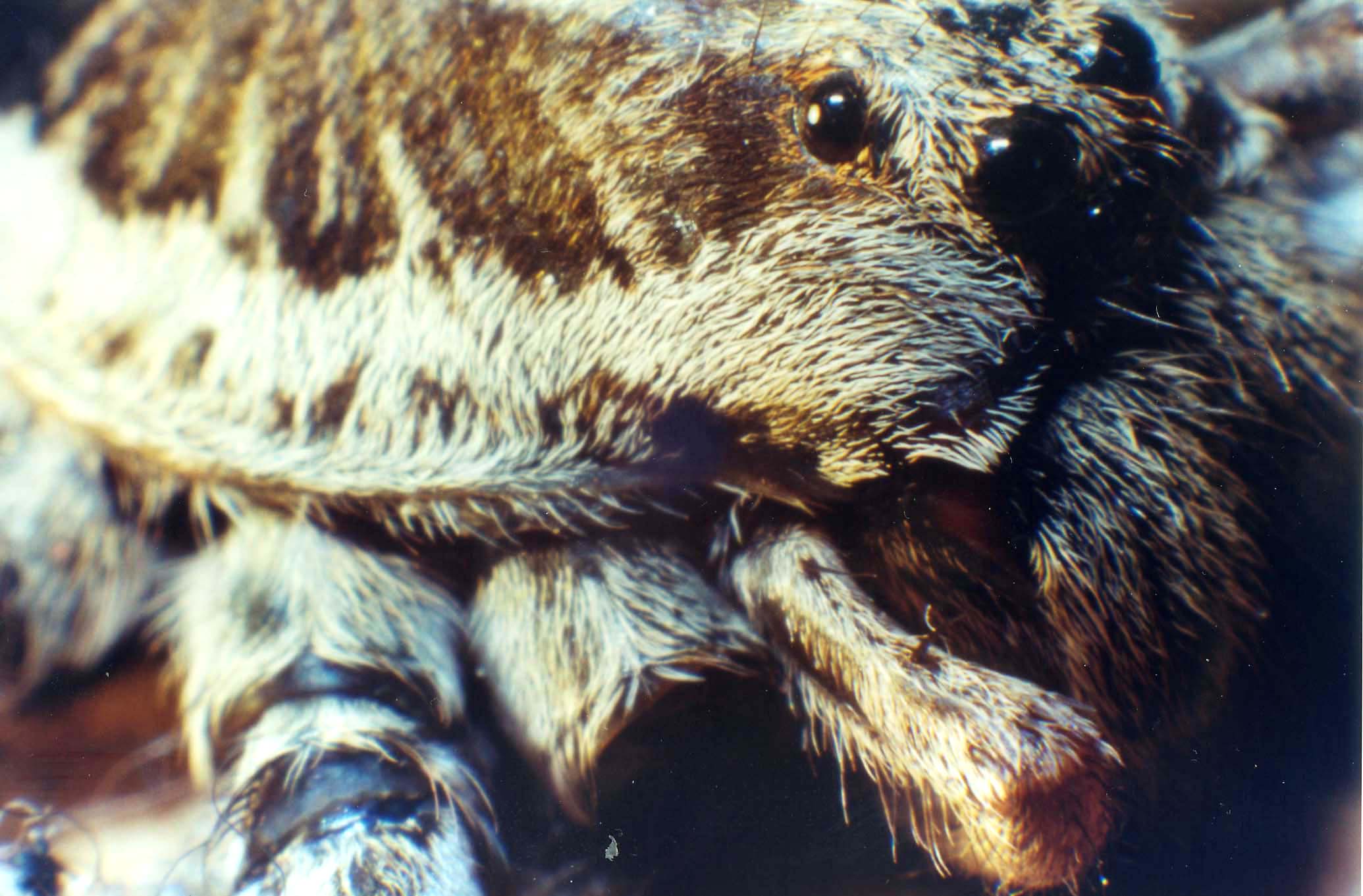 Hogna radiata