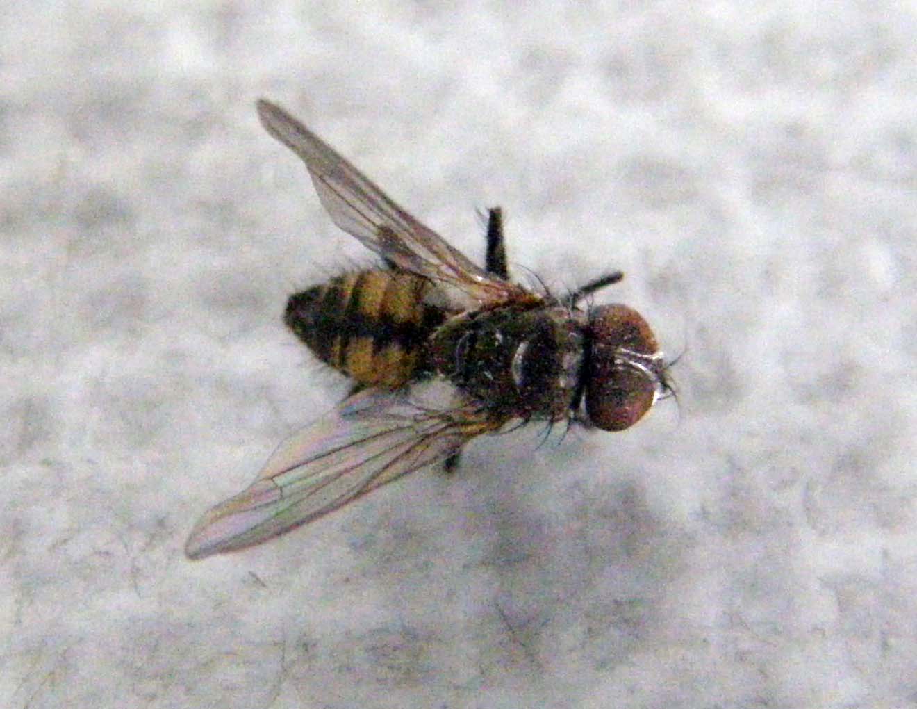 Sirfide da identificare