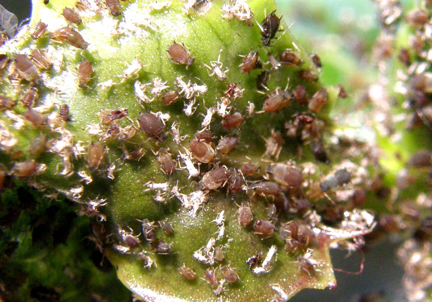 Afididae neri e bruni:  cfr. Brachycaudus sp.