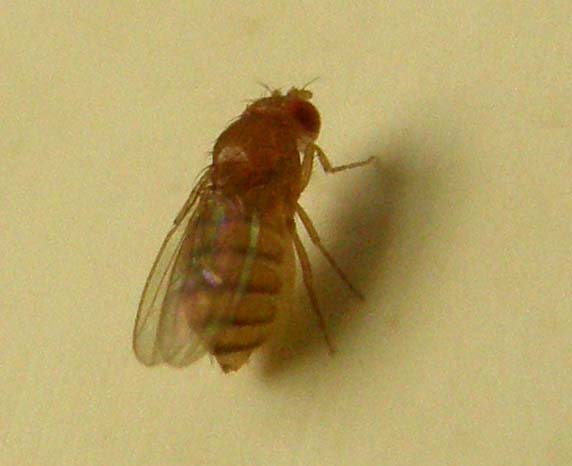 Moscerini da identificare