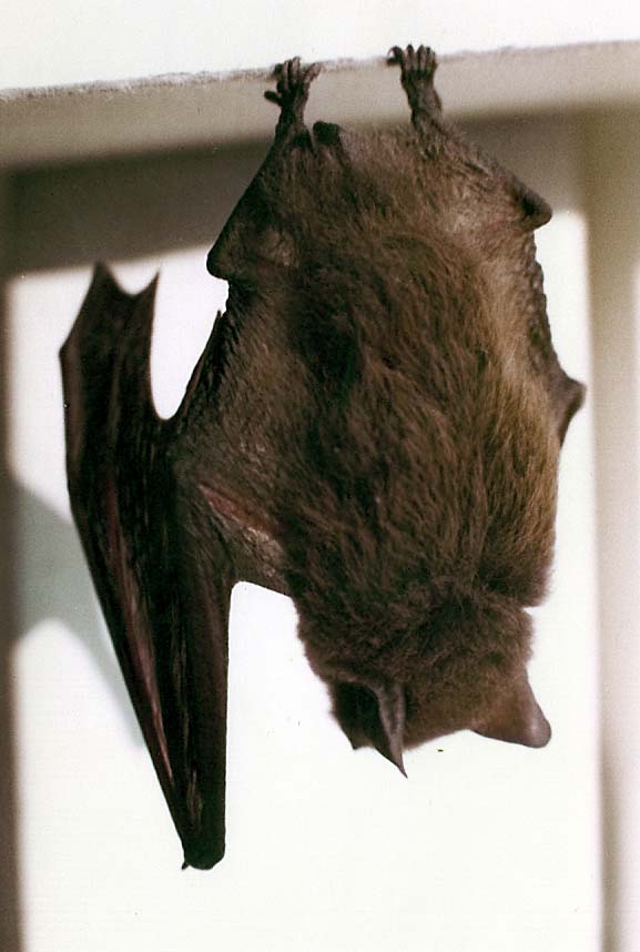 Pipistrellus sp.