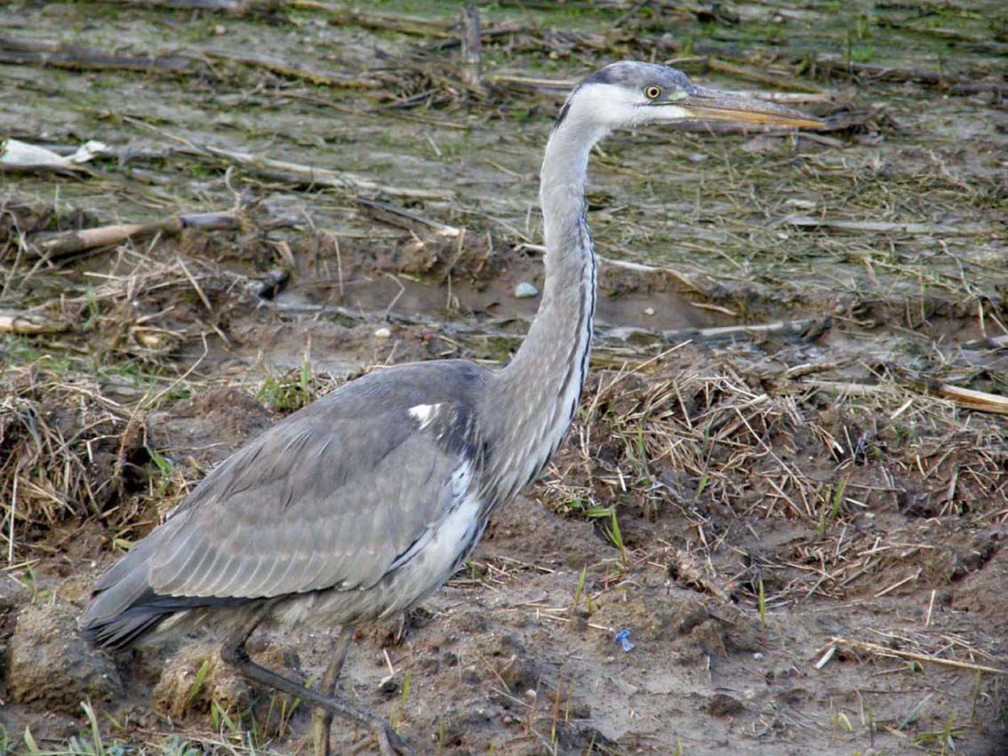 Incontro ravvicinato con Airone cenerino (Ardea cinerea) su una strada provinciale