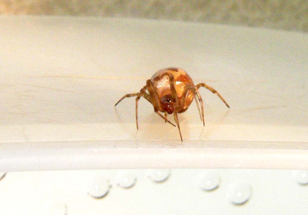 Steatoda triangulosa con ovisacco e piccoli