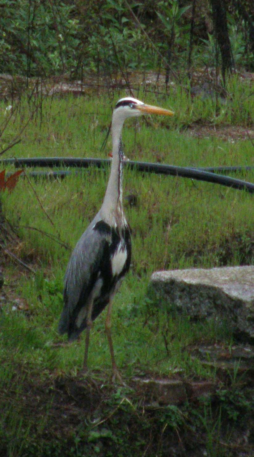 Airone cenerino (Ardea cinerea) ...a pesca nel centro di Milano