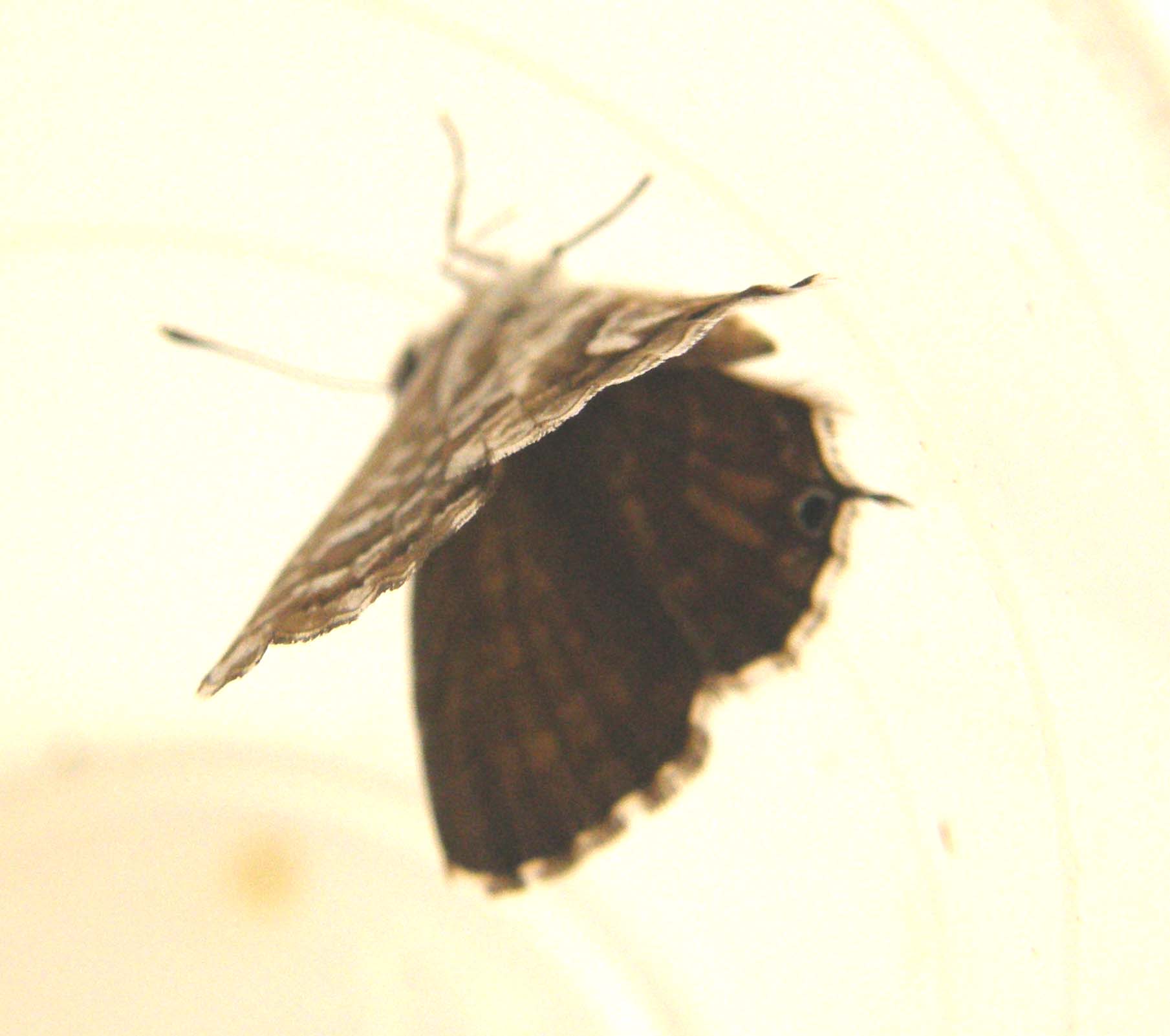 Cacyreus marshalli