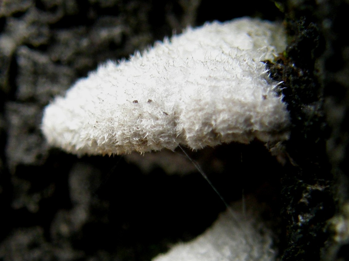 Schyzophyllum commune?