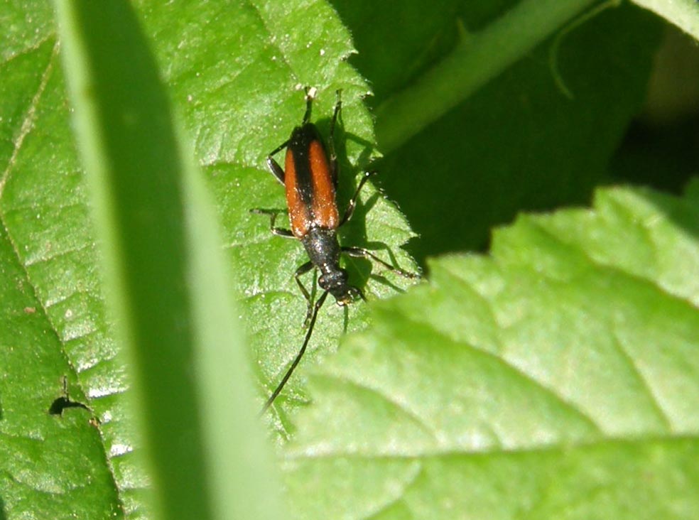 Da identificare: Stenurella melanura