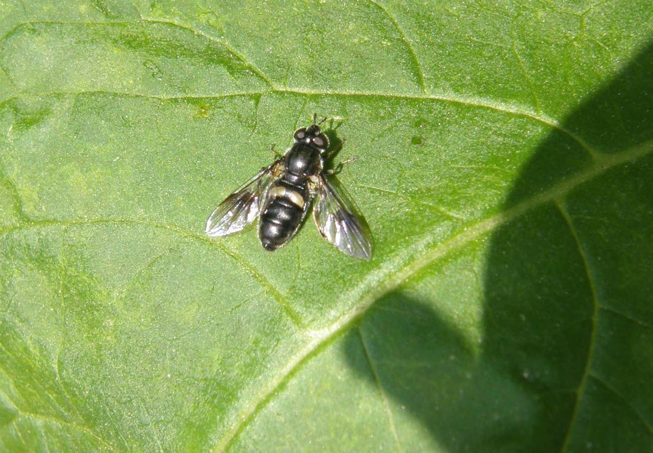 Syrphidae: Pipiza noctiluca