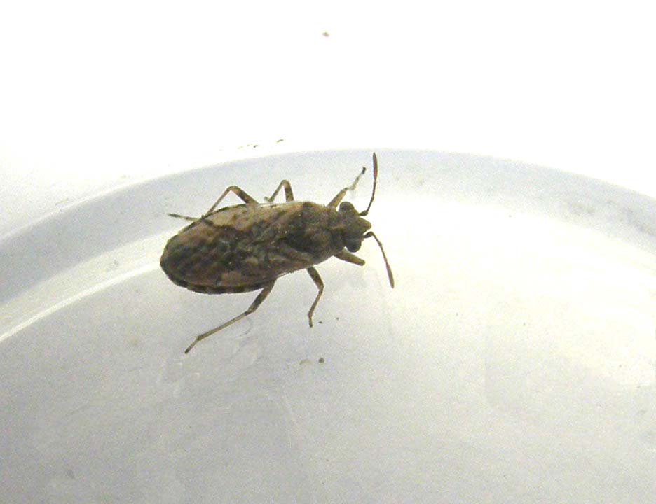 Lygaeidae: Nysius del gruppo thymi/ericae di Milano