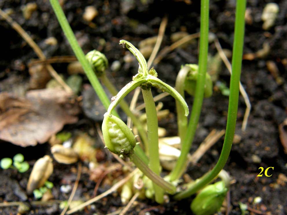 Fiori  cleistogami di Viola sp. (Violaceae)