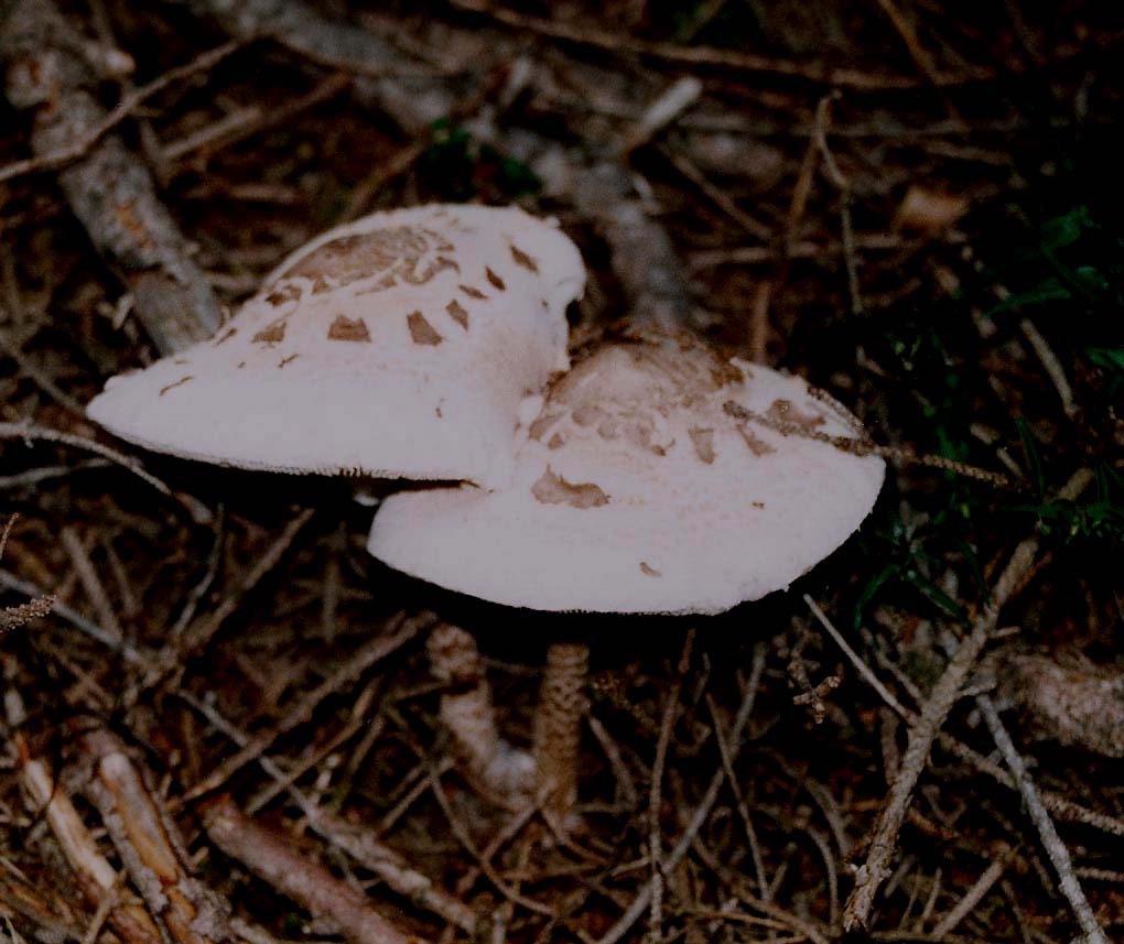 Macrolepiota procera
